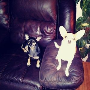 Meet your Posher, Janice